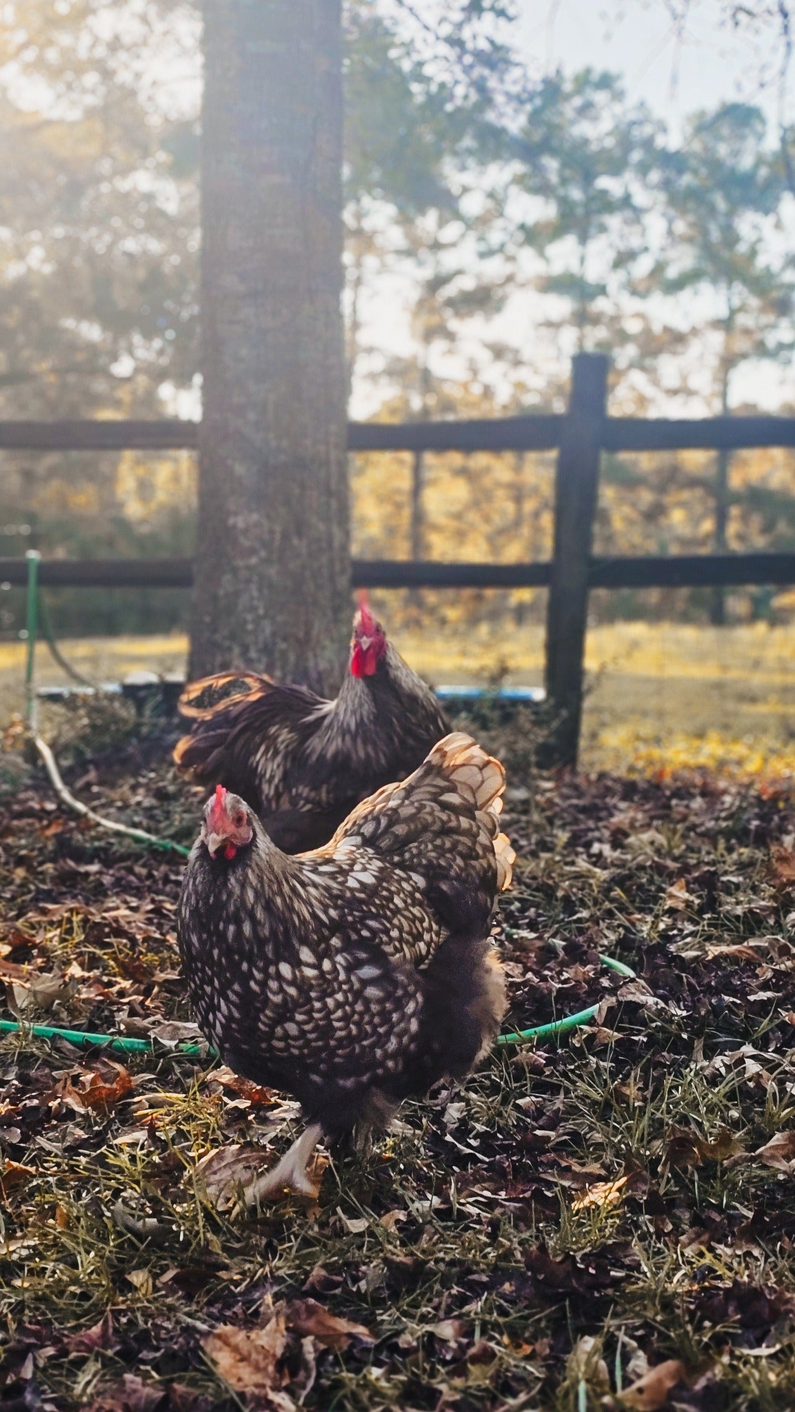 Silver Laced Chocolate Orpington
