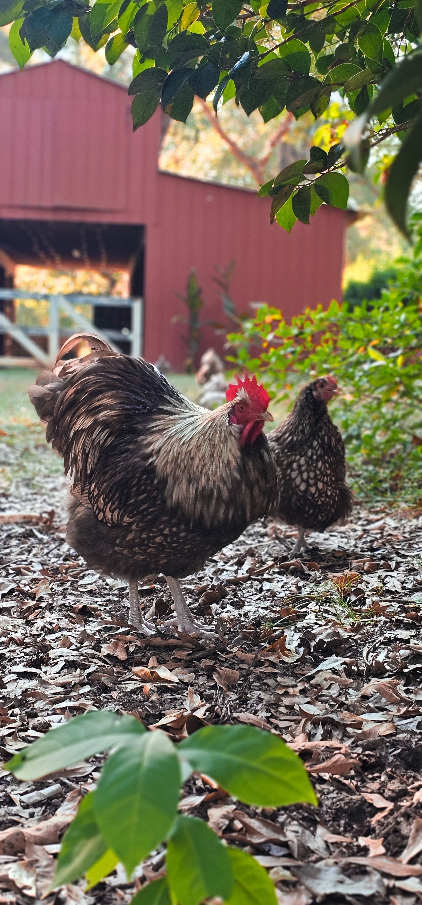 Silver Laced Chocolate Orpington