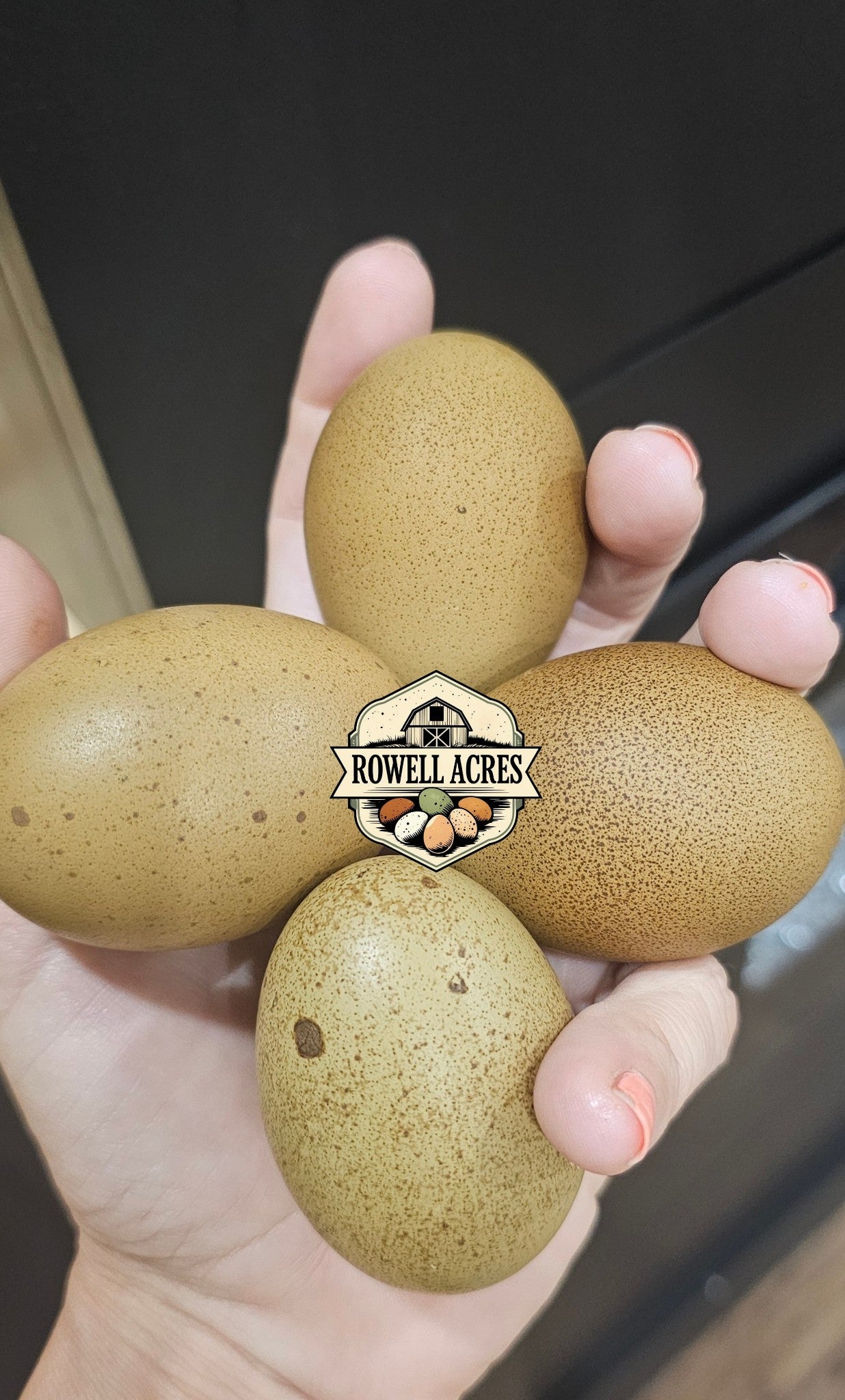 Multigeneration Olives