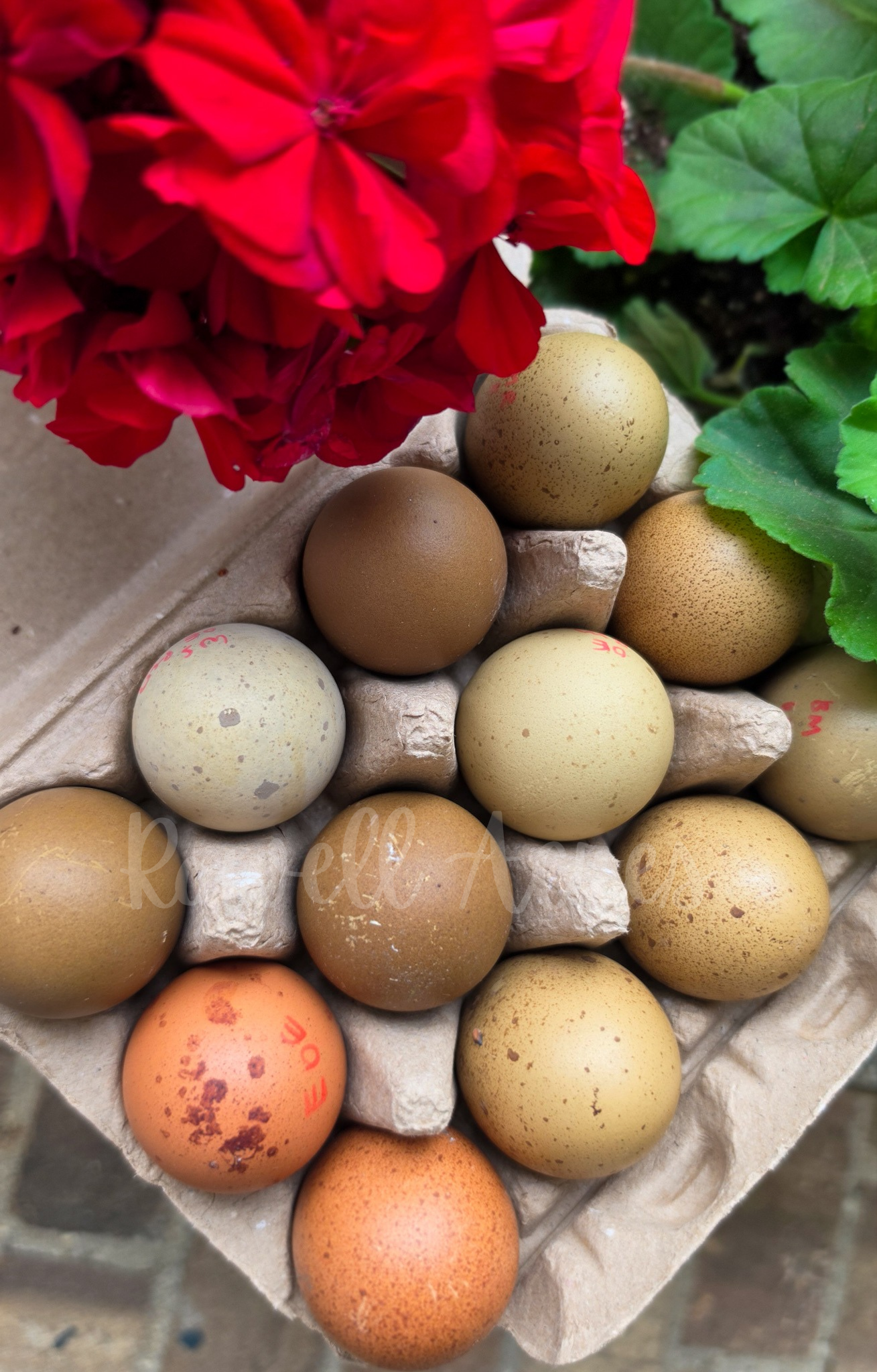 Today's Extras! Hatching Eggs – Variety of Speckles & Blooms