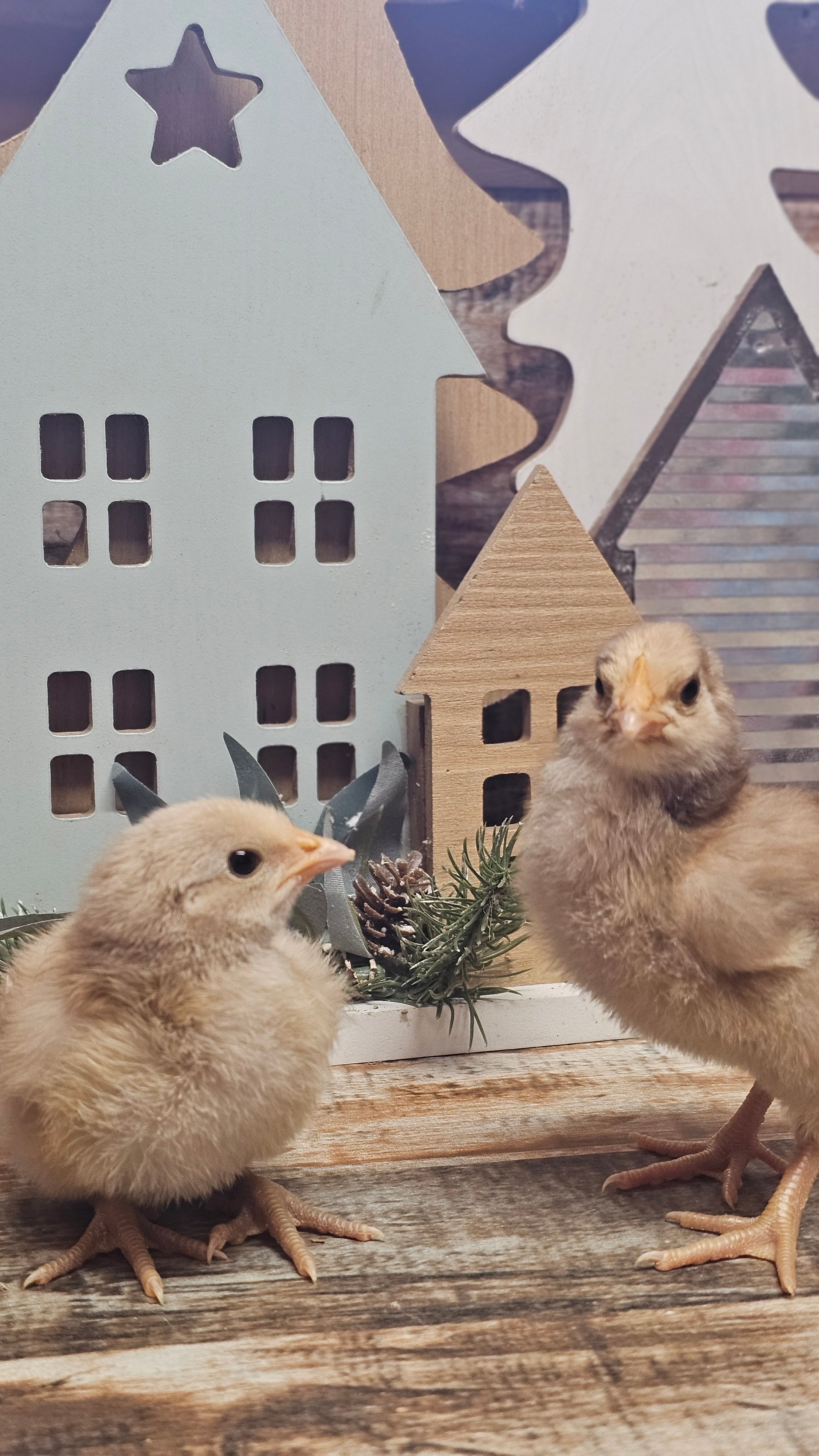 Silver Laced Chocolate Orpington
