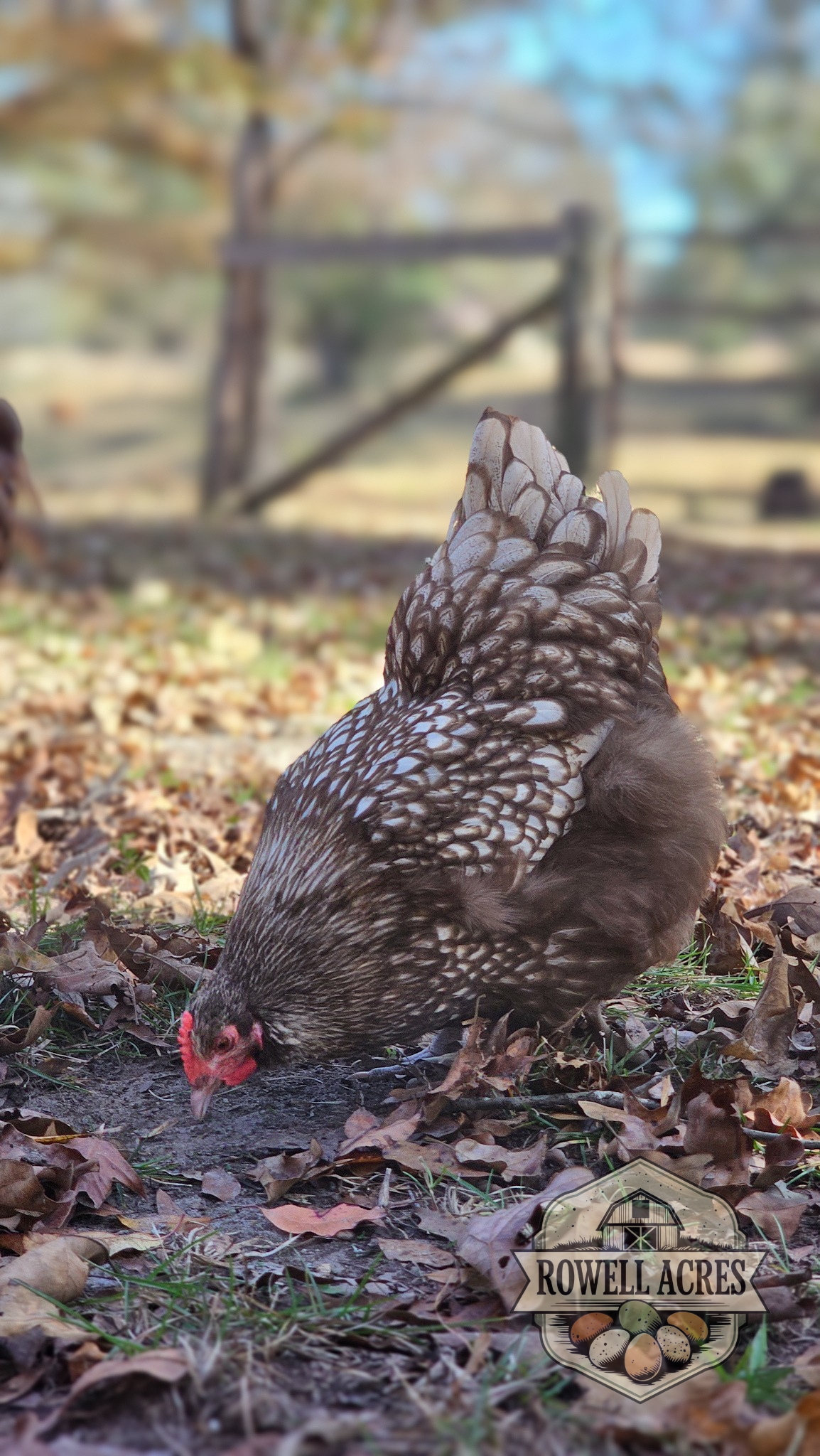 Silver Laced Chocolate Orpington