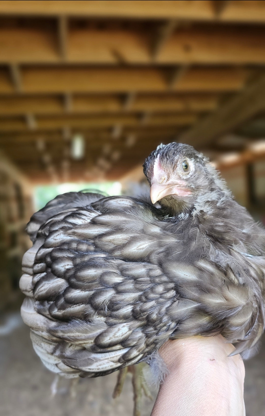 Silver Laced Chocolate Orpington