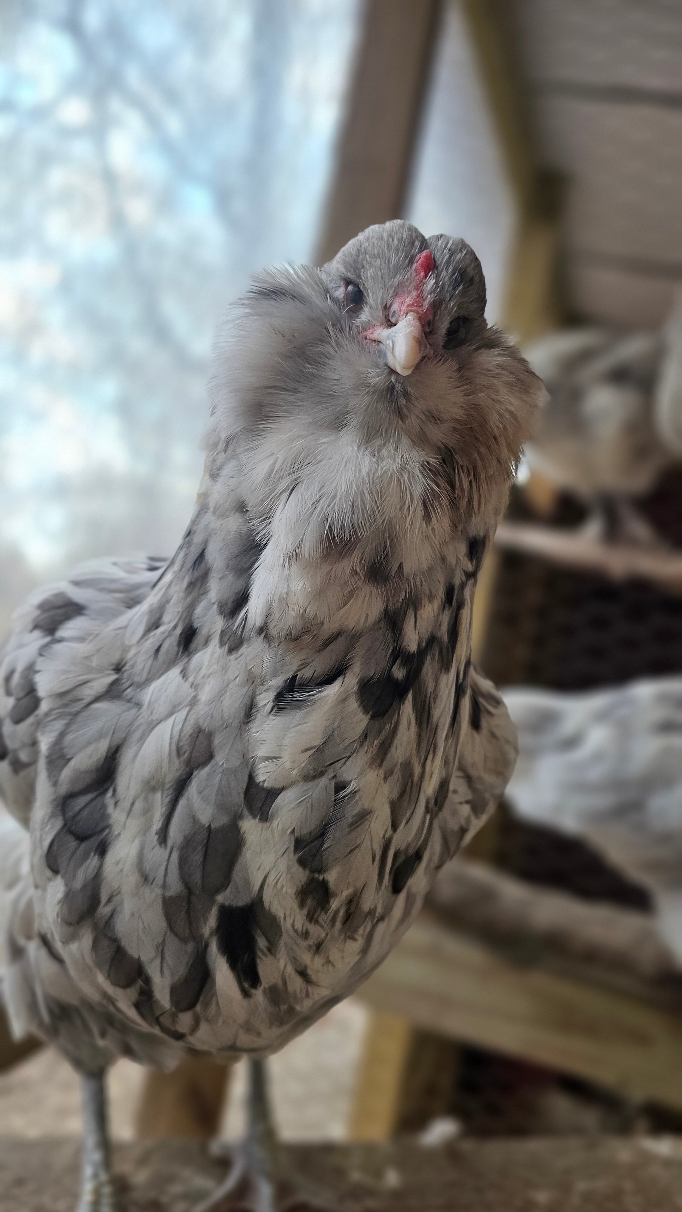 Splash Ameraucana