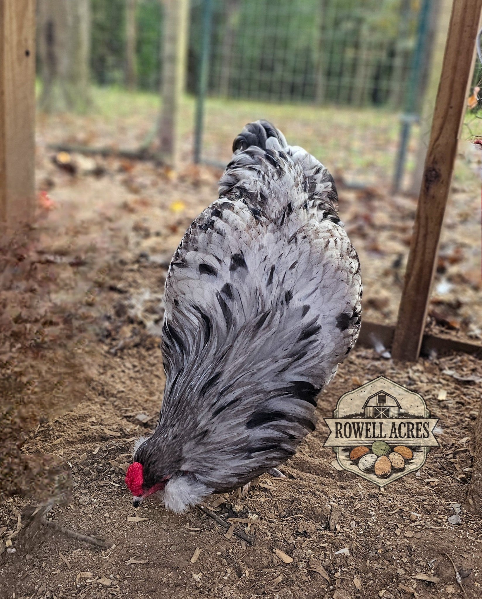 Splash Ameraucana